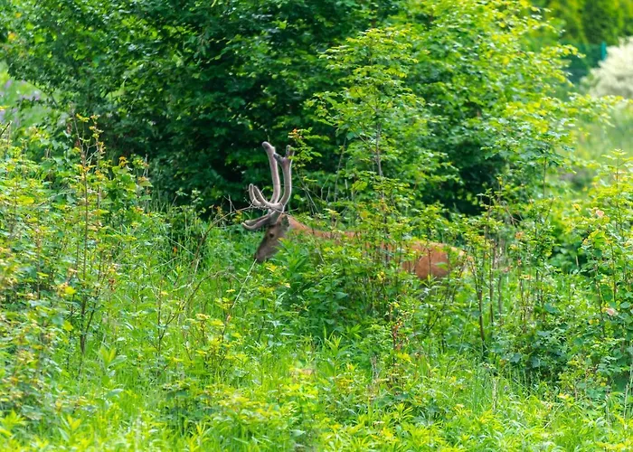 Vintage Apartment Schreiberhau